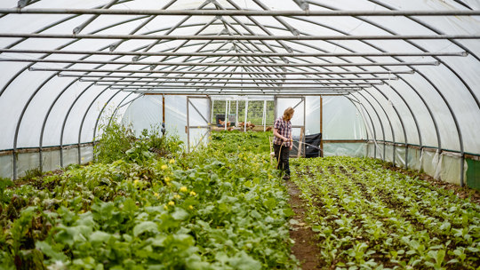 Farming at Virginia Park Lodge